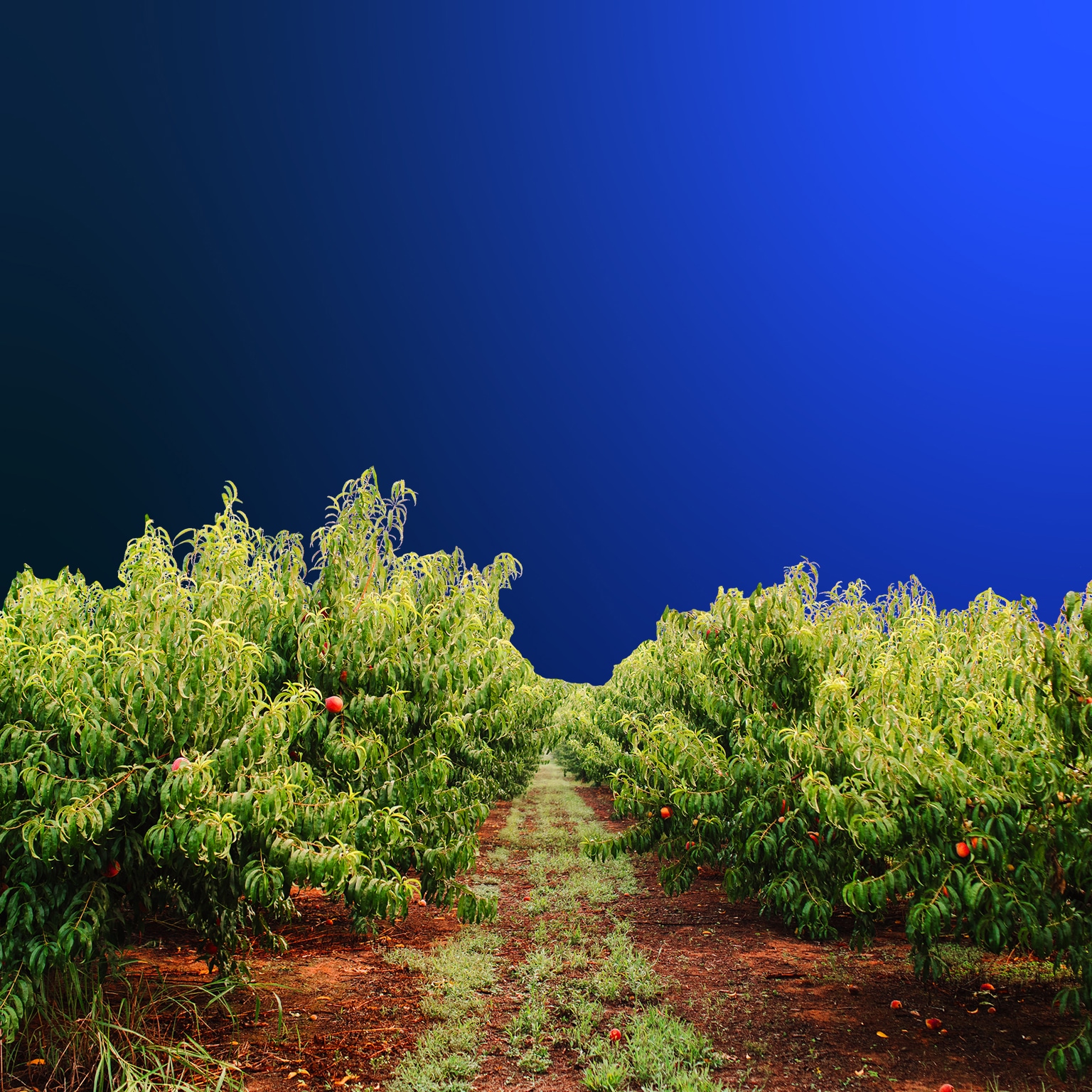 The Future Of Georgia 2022 McKinsey